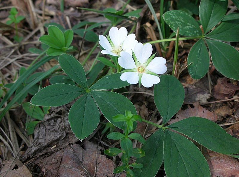 Potentilla alba / Cinquefoglia bianca